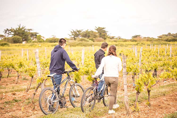 Oenotourisme île de Ré découverte du vignoble à vélo et dégustation