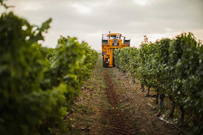 visuel newsletter octobre 2025 cave coopérative île de Ré vin pineaux cognacs